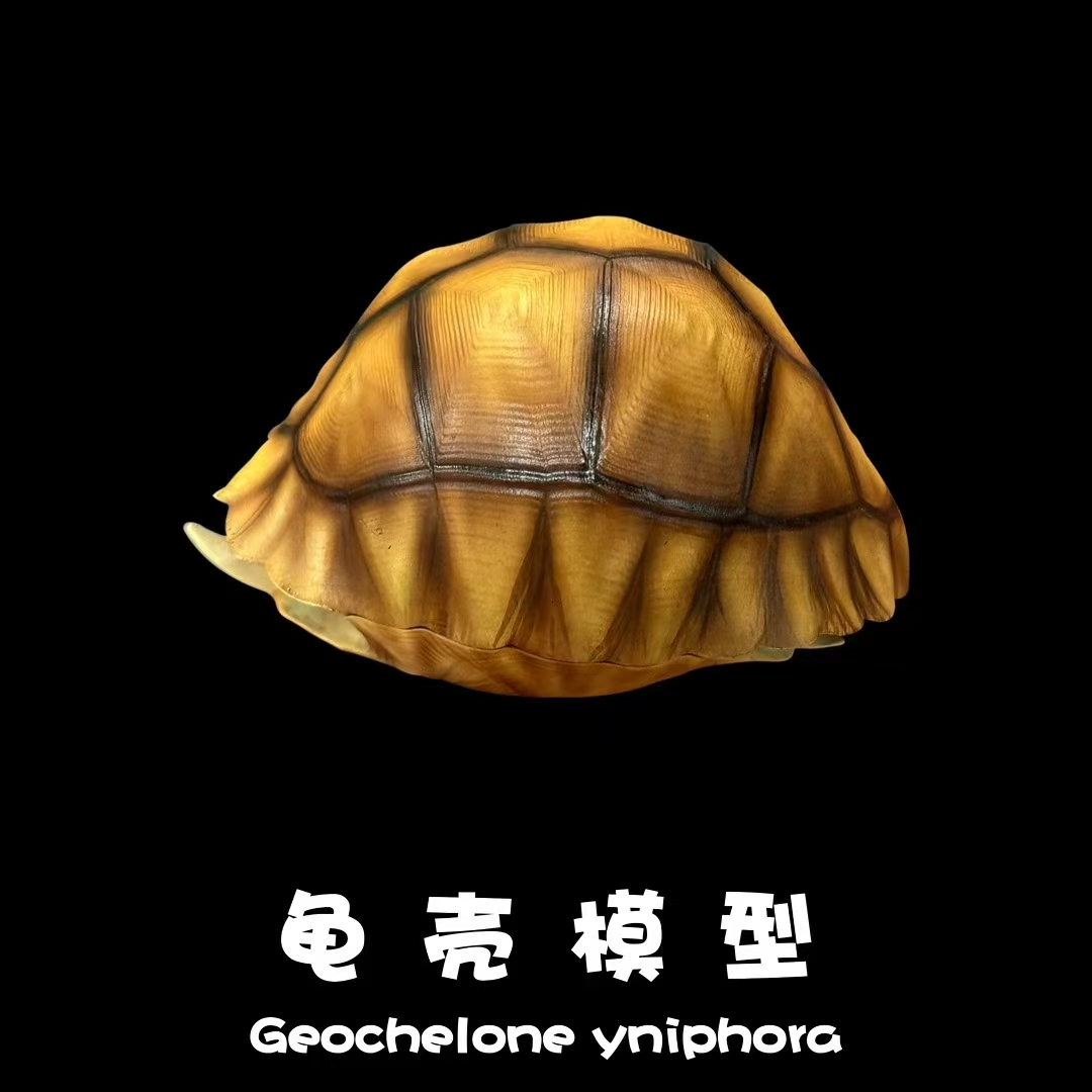 Natural Science Book Studio – Realistic Tortoise Shell Series Vol. 1: Angonoka (Licensed)