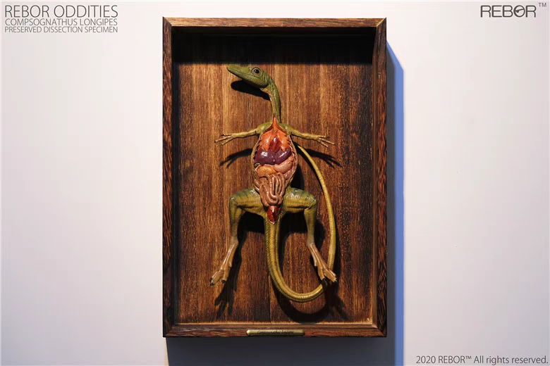 REBOR Studio – Compsognathus and Anatomical Specimen (Licensed)