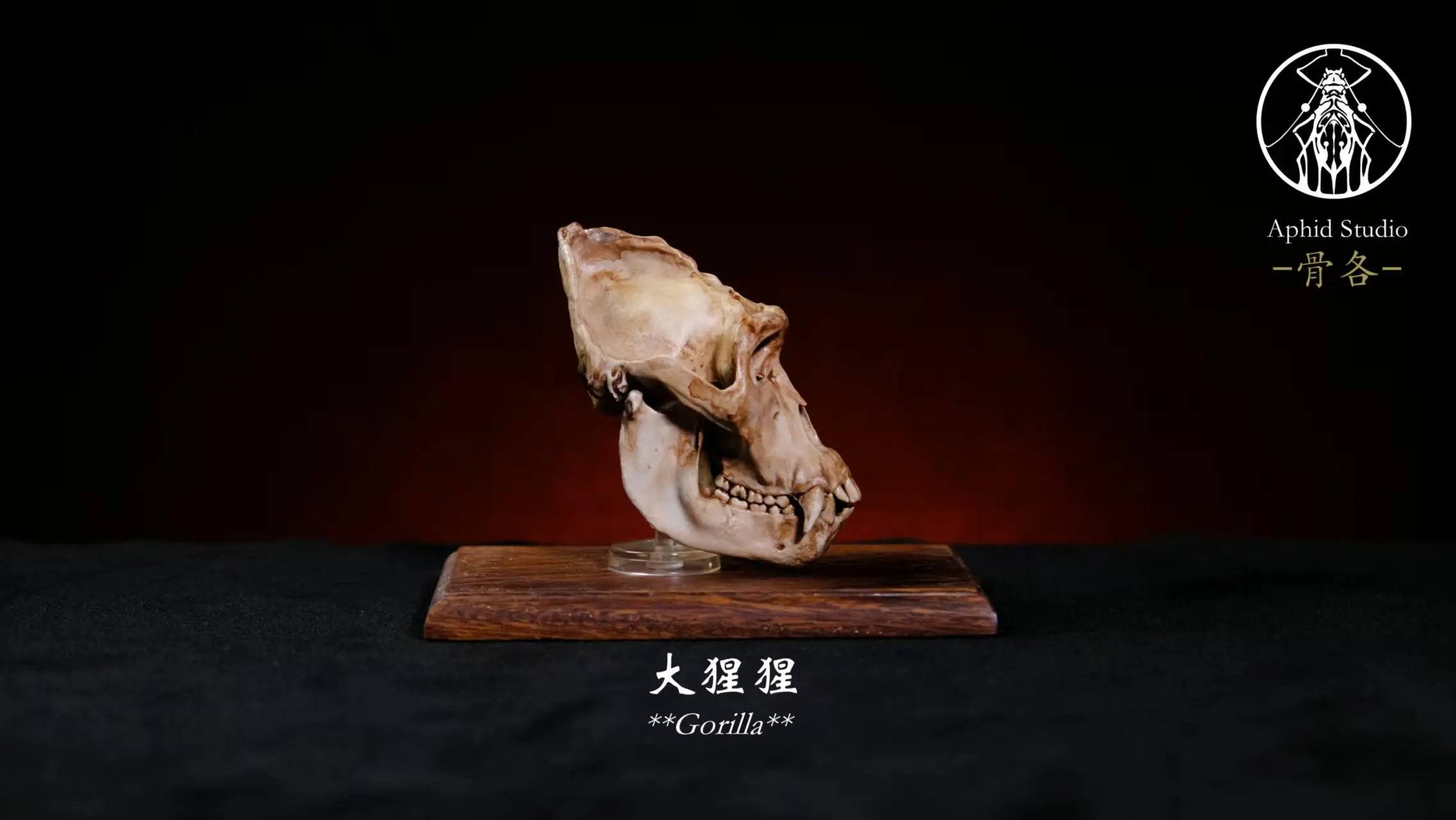 Aphid Studio – Vatanus komodoensis & Panthera uncia & Gorilla (Licensed)