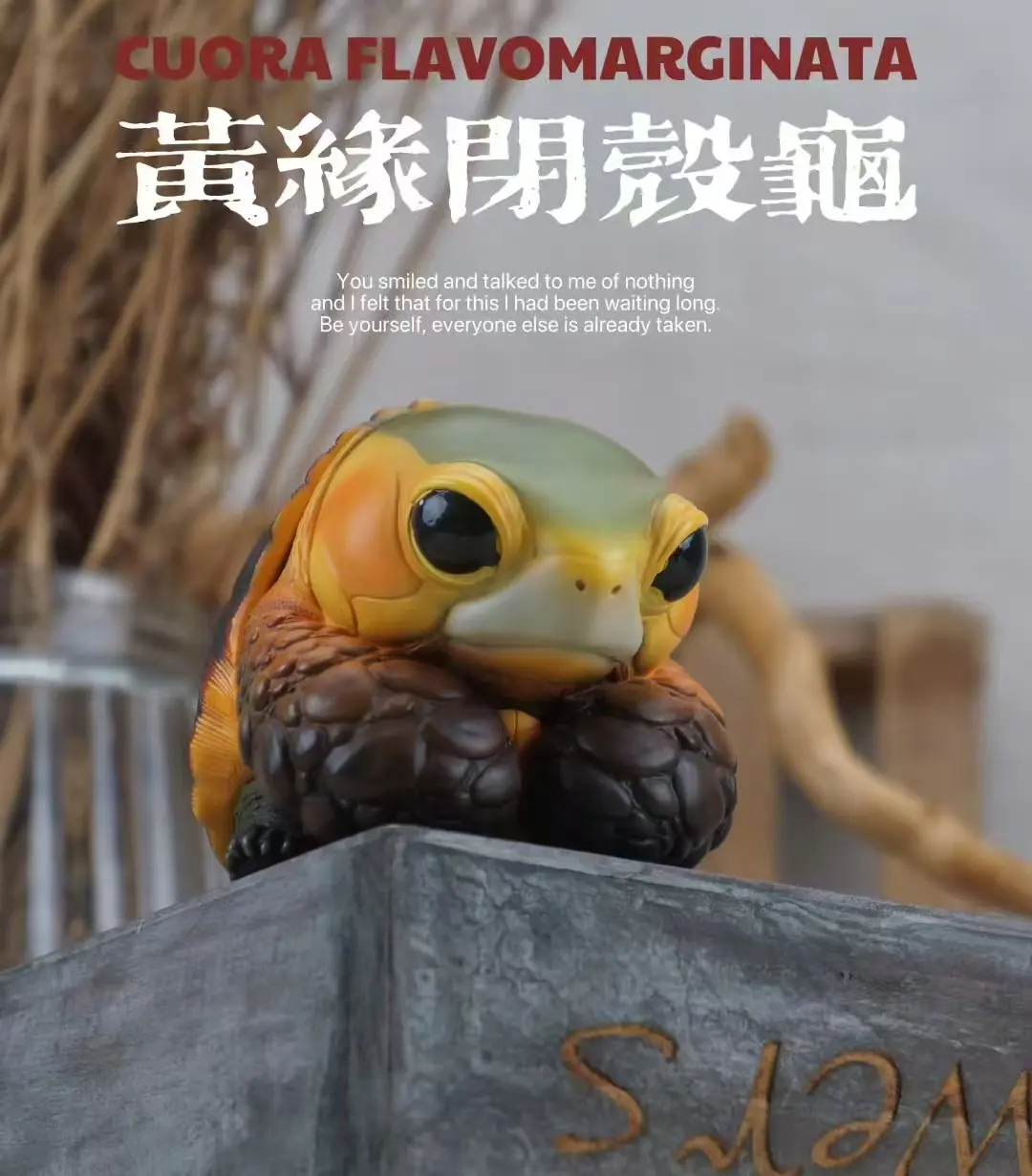 Natural Science Book Studio – CUORA FLAVOMARGINATA & GEOCHELONE SULCATA (Licensed)